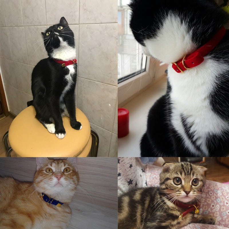 Verstelbare kattenhalsband met gesp – stijlvol en comfortabel
